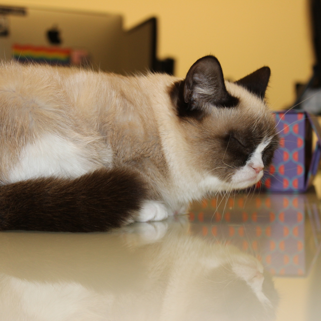 Спящий недовольный котик