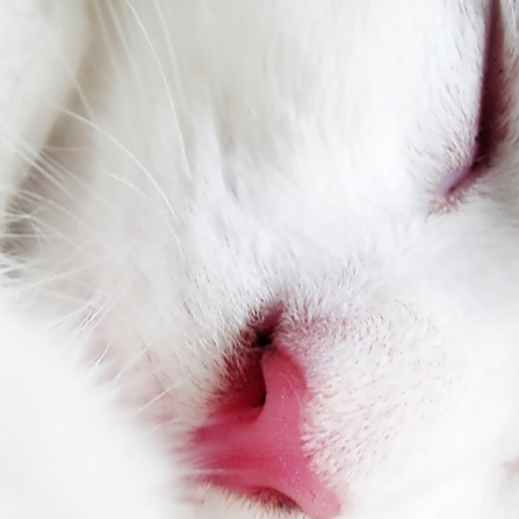 Спящий белый кот крупным планом