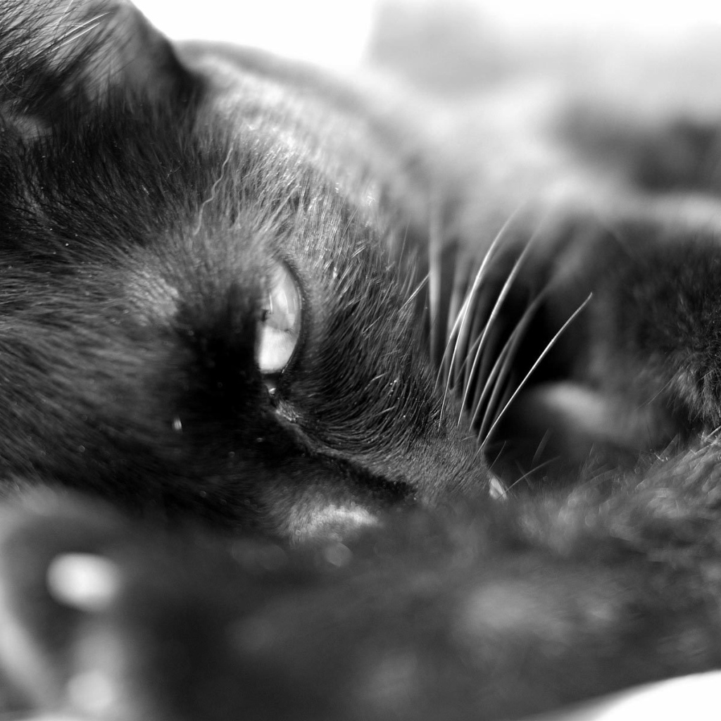 Сонный чёрный кот