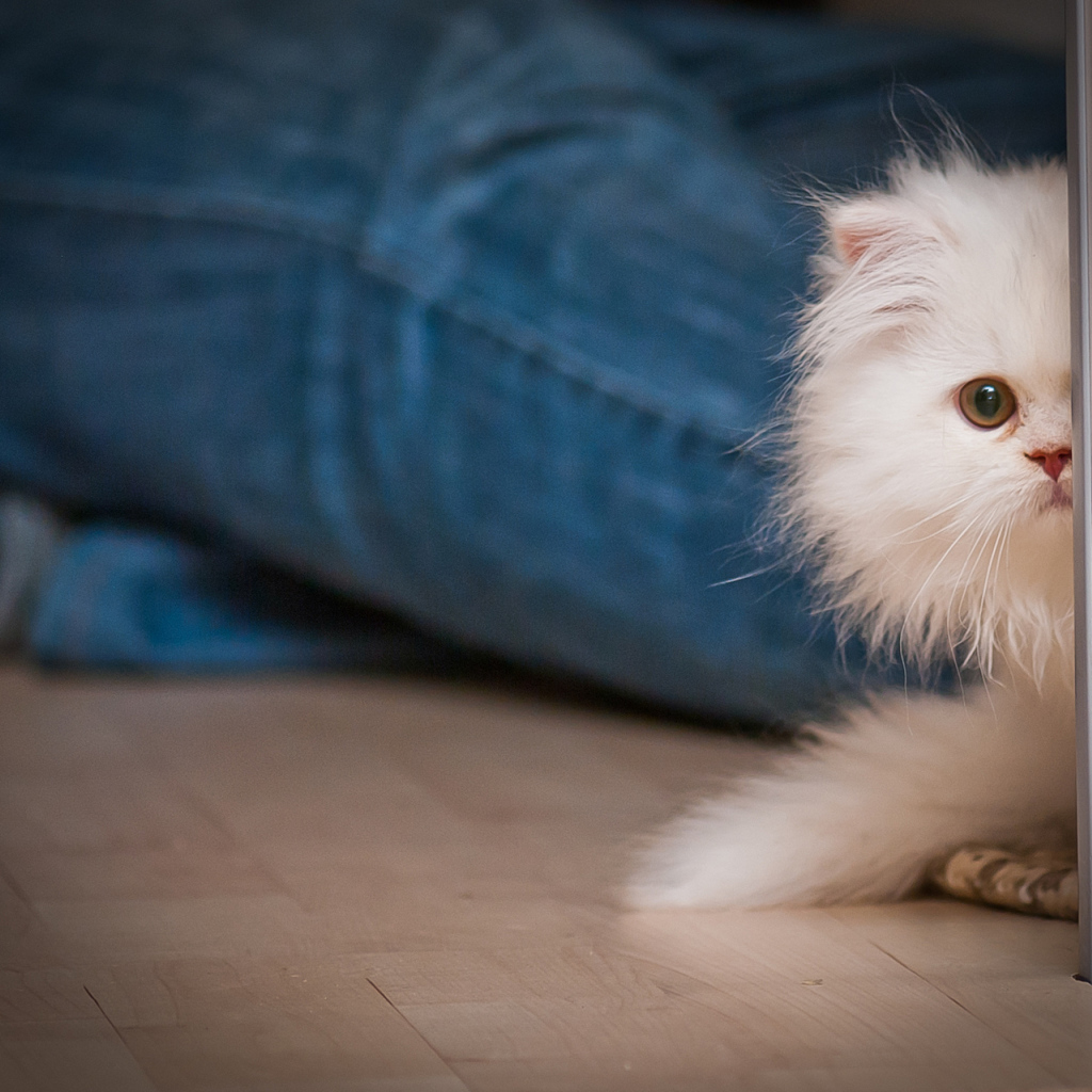 Маленький персидский кот прячется