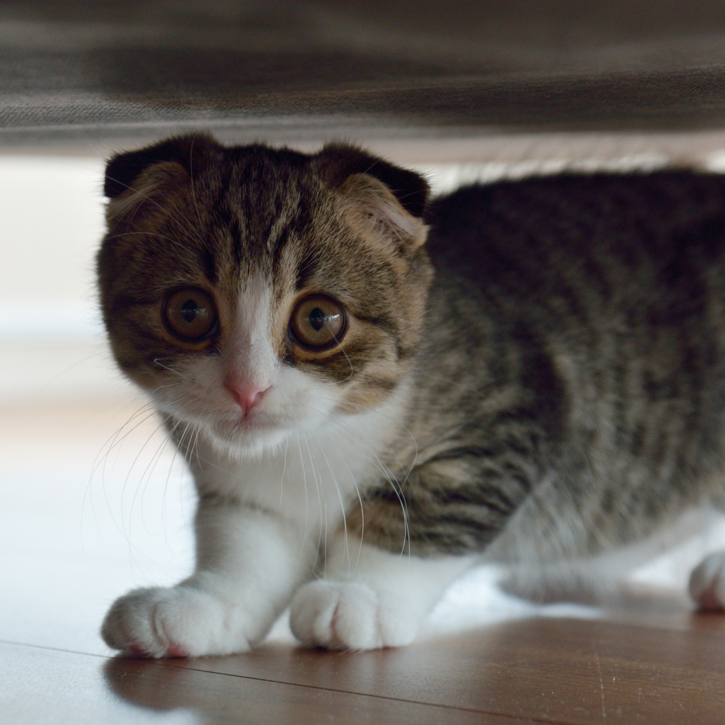 Маленький шотландский вислоухий кот под кроватью