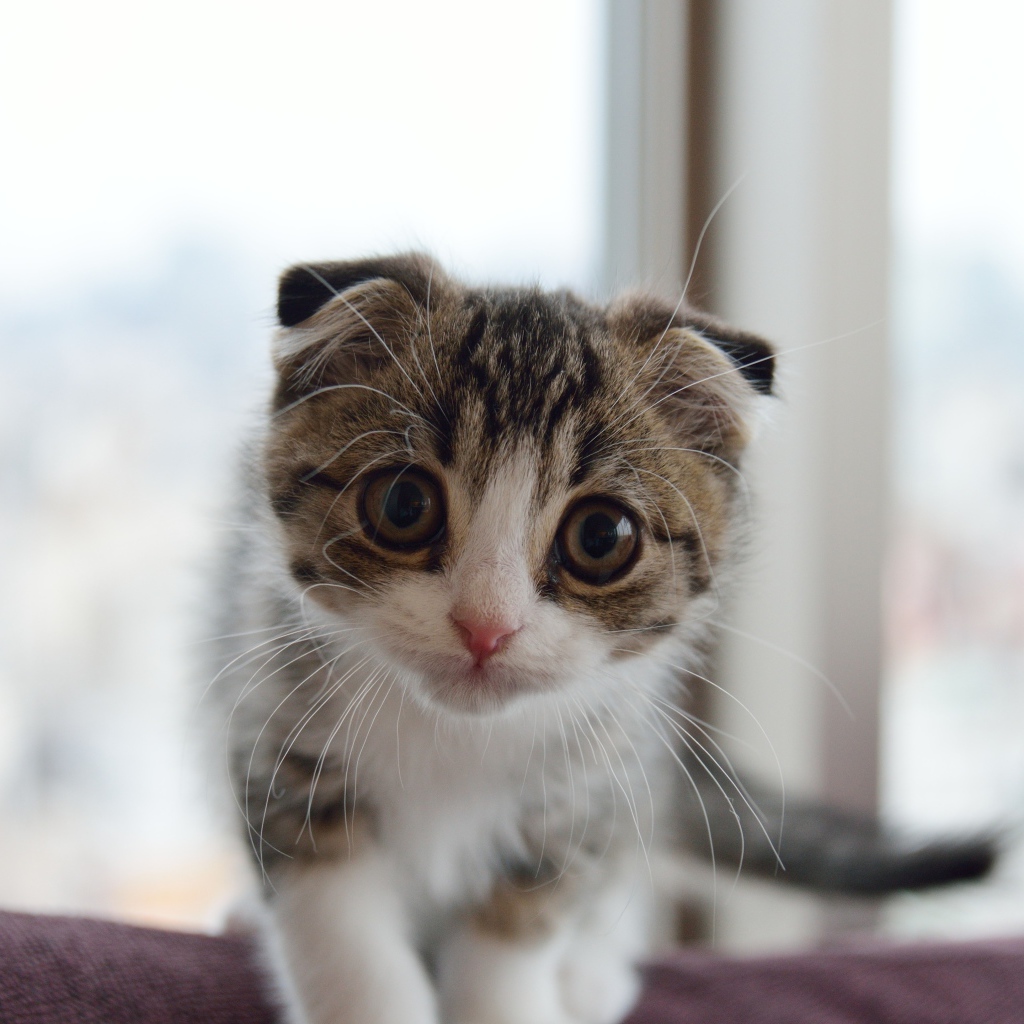 Маленький шотландский вислоухий кот с большыми глазами