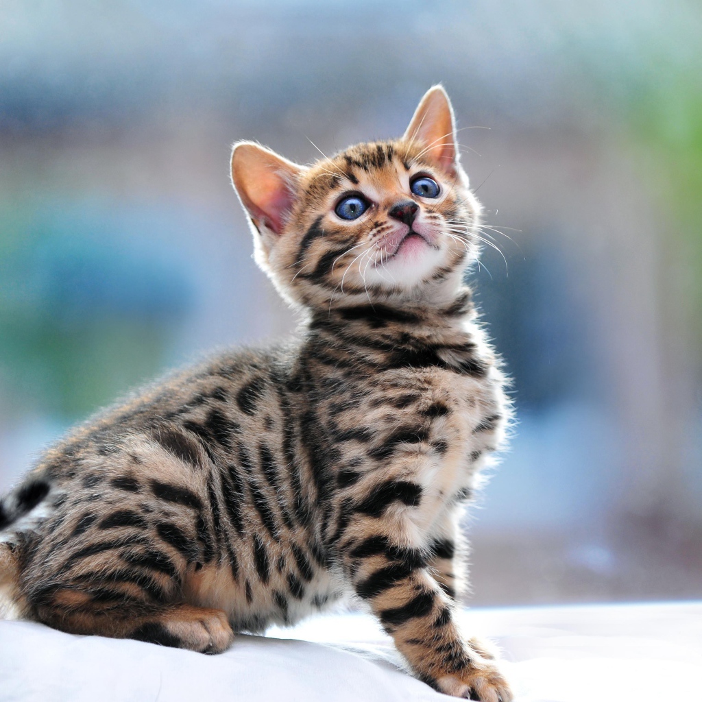 Маленький красивый бенгальский кот что-то увидел