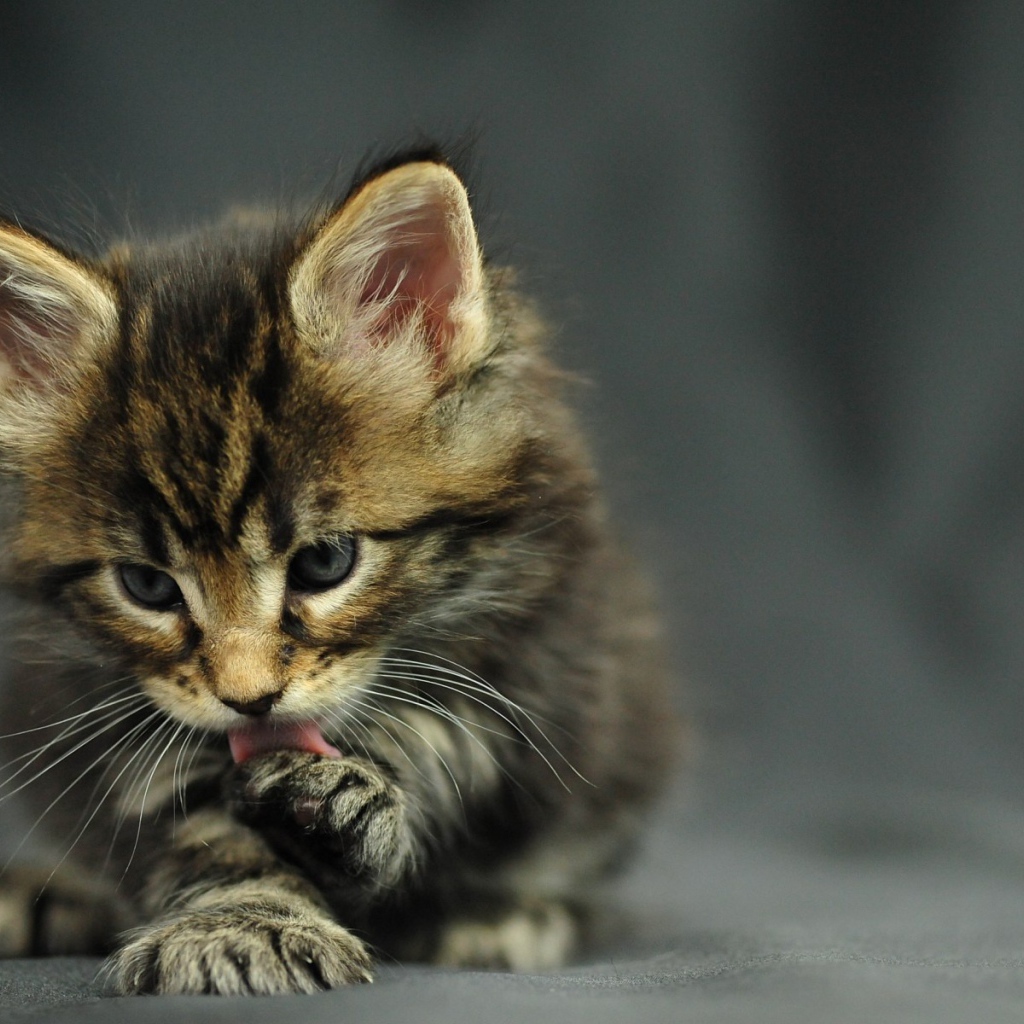 Маленький красивый кот мейн-кун лижет лапу