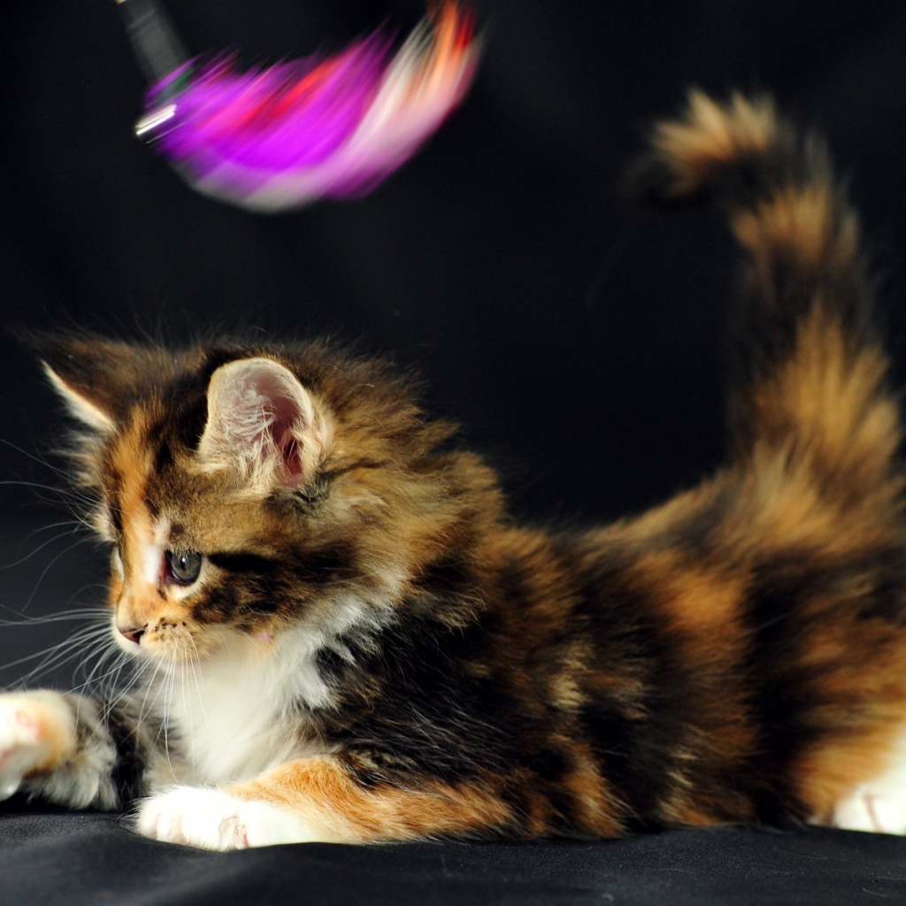 Маленький красивый кот мейн-кун играет