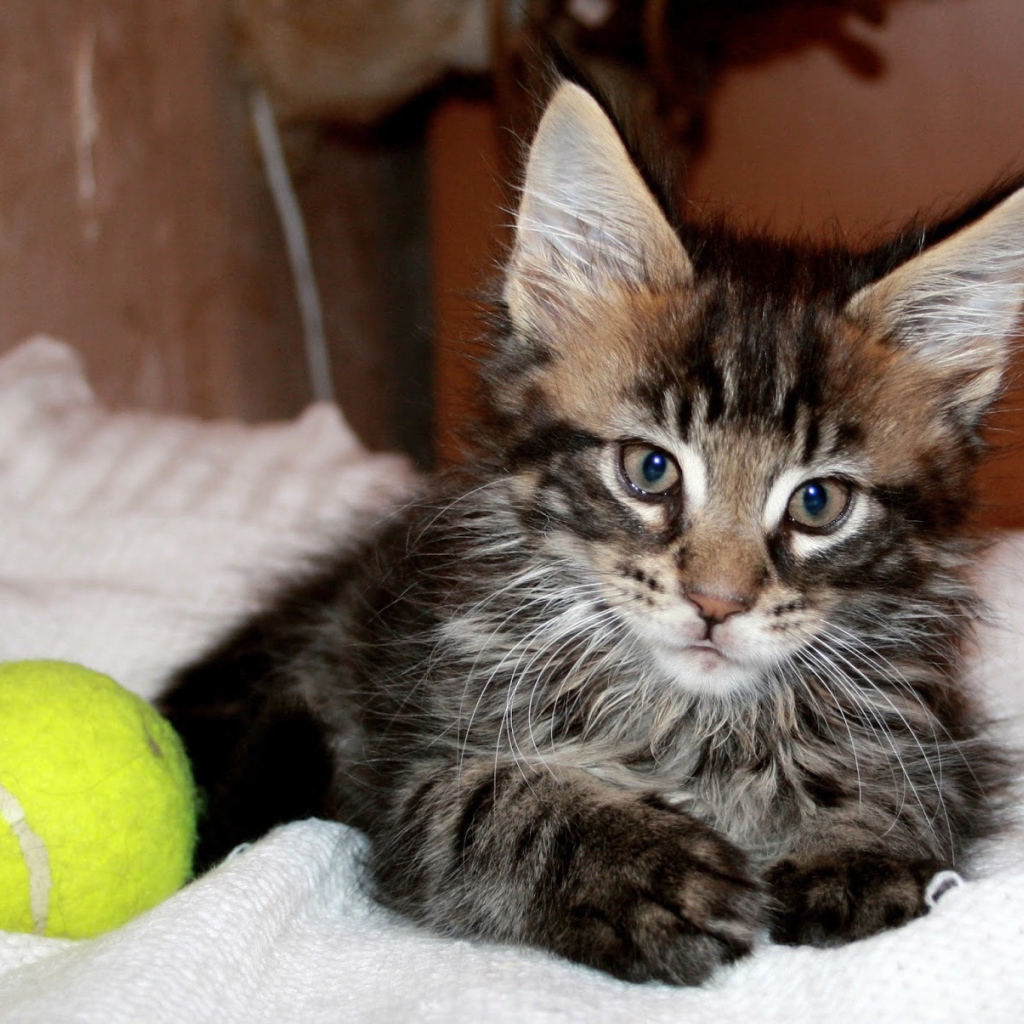 Маленький красивый кот мейн-кун с мячом