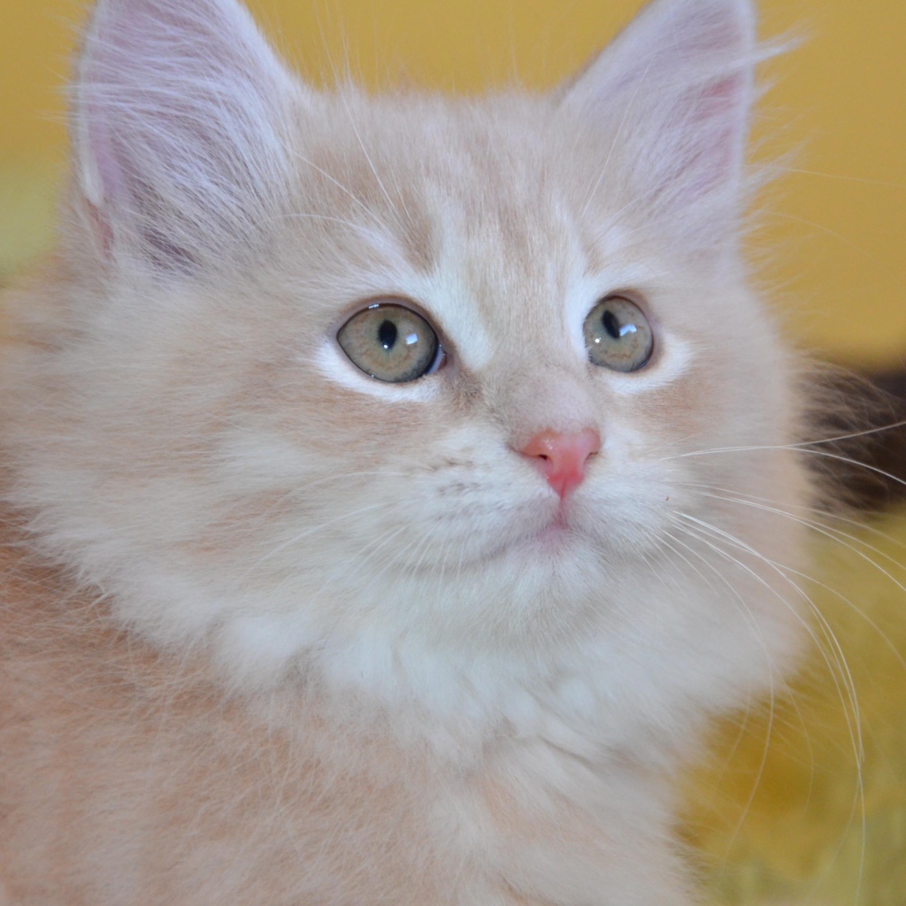 Маленький красивый сибирский кот крупным планом