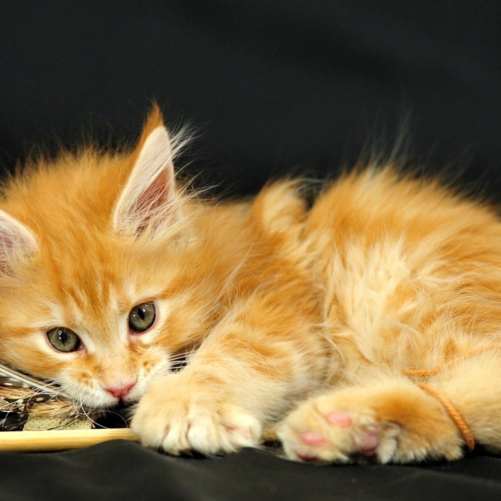 Маленький красивый рыжий кот и перо