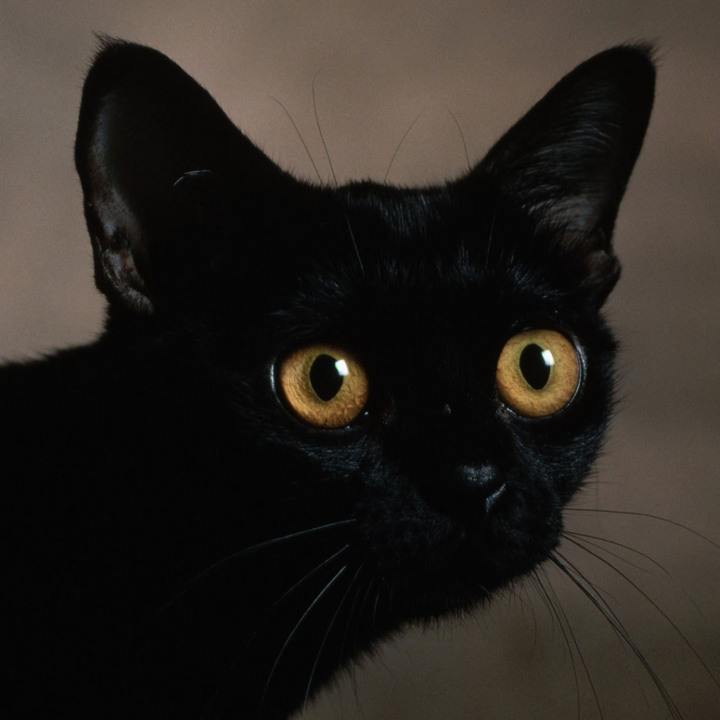 Маленький усатый чёрный кот