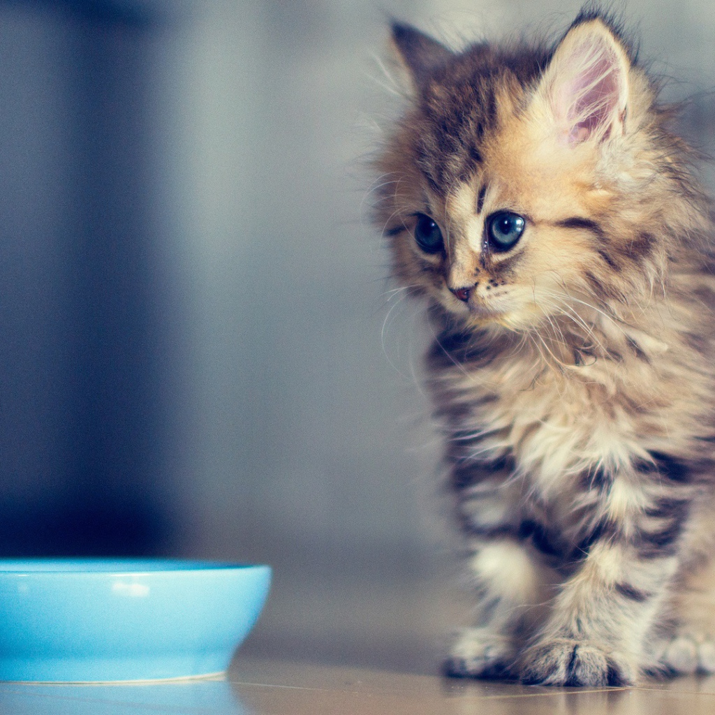 Маленький кот просит молока