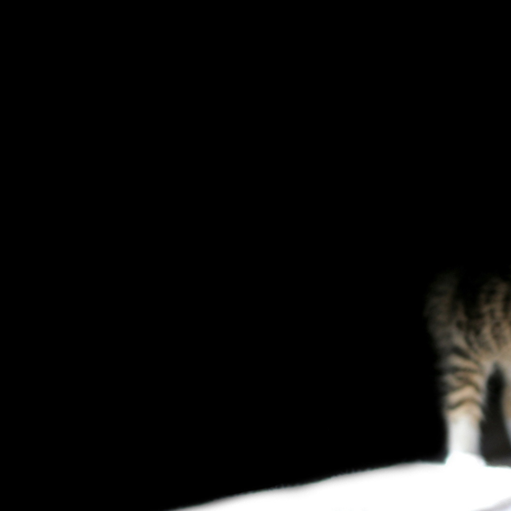 Маленький кот выглядывает из темноты