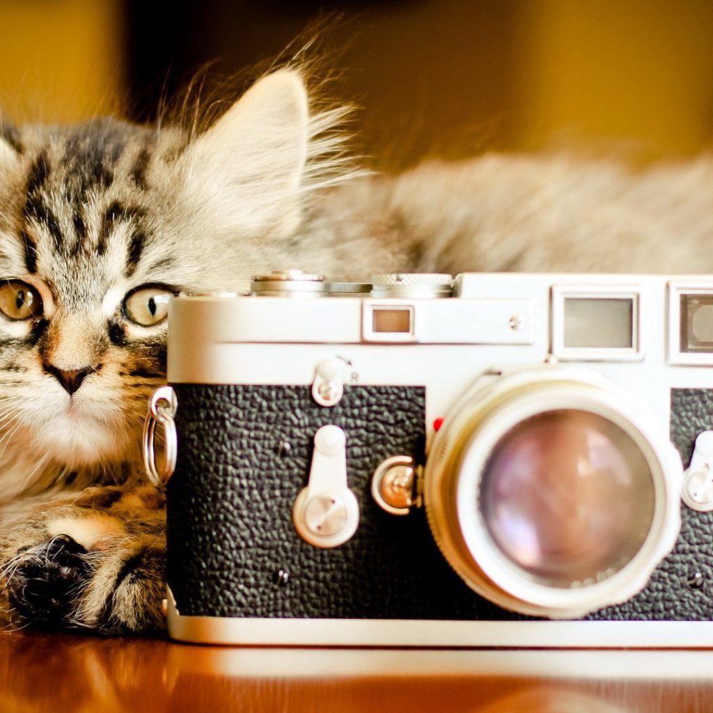 Маленький кот с фотоаппаратом