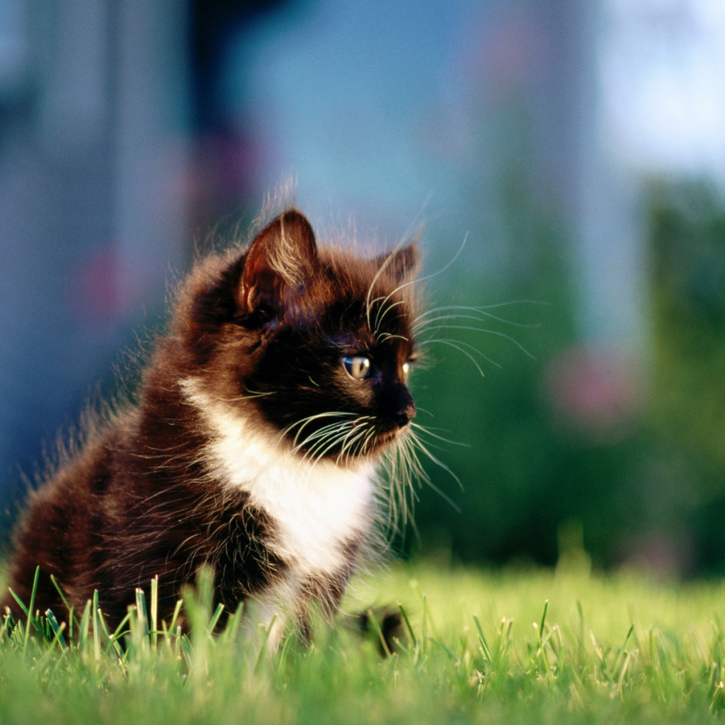 Маленький пушистый чёрный кот с белой грудкой на траве