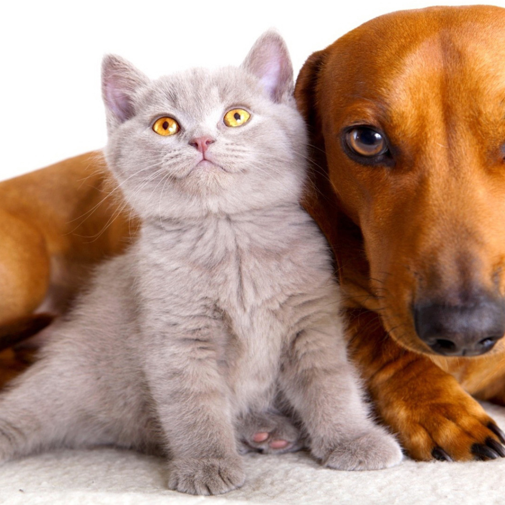 Серый маленький кот и пёс