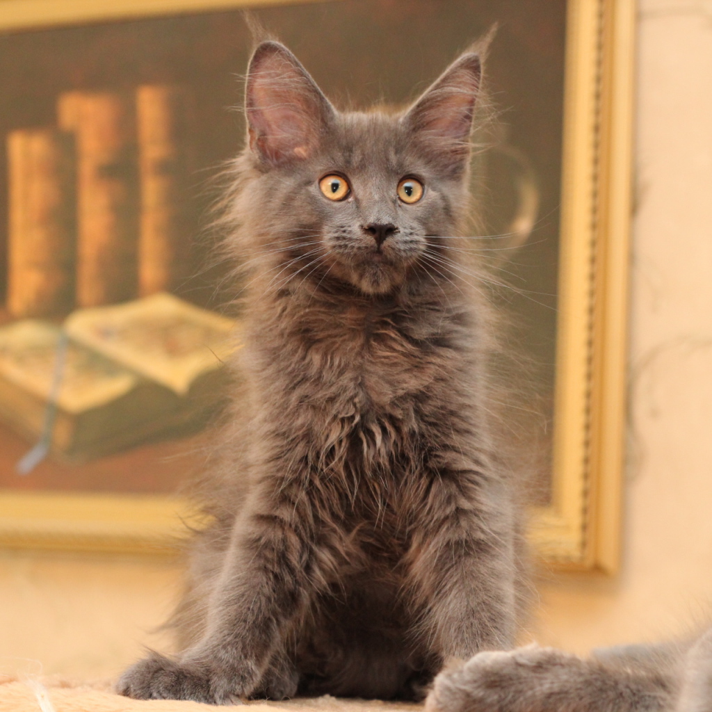 Маленький серый игривый кот мейн-кун