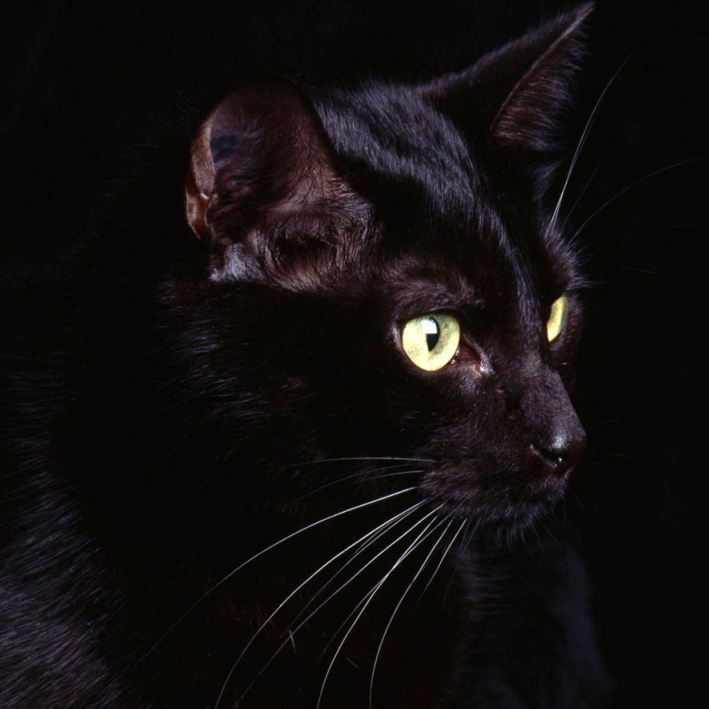 Маленький усатый чёрный кот на чёрном фоне