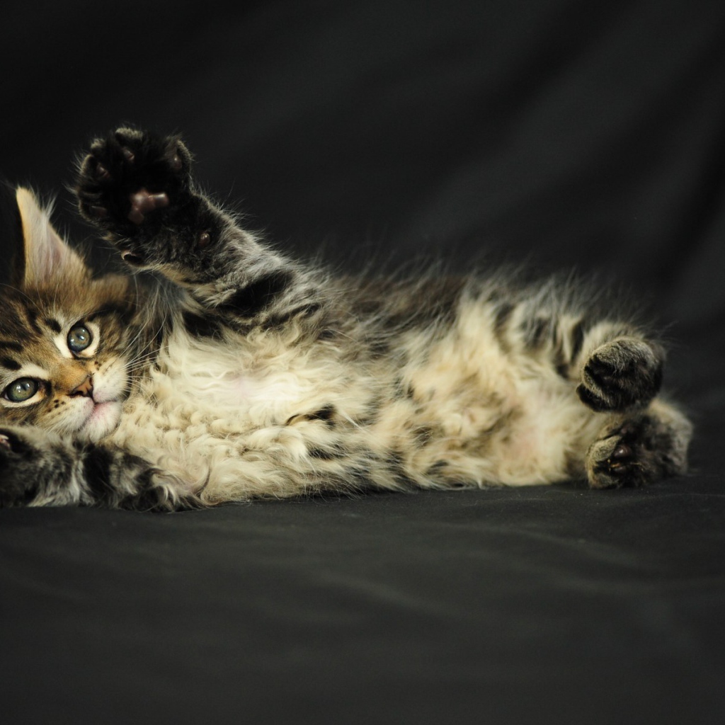 Маленький игривый кот мейн-кун на чёрном фоне