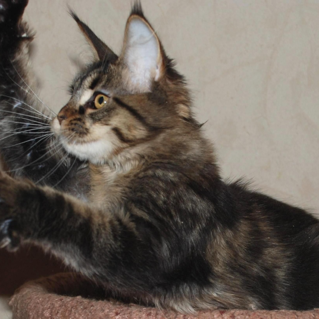 Маленький игривый кот мейн-кун