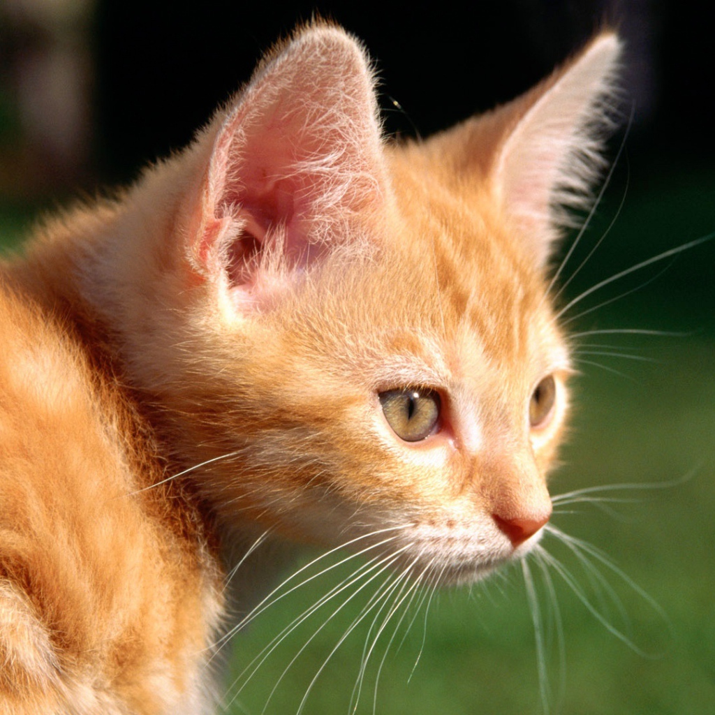 Маленький рыжий кот на природе