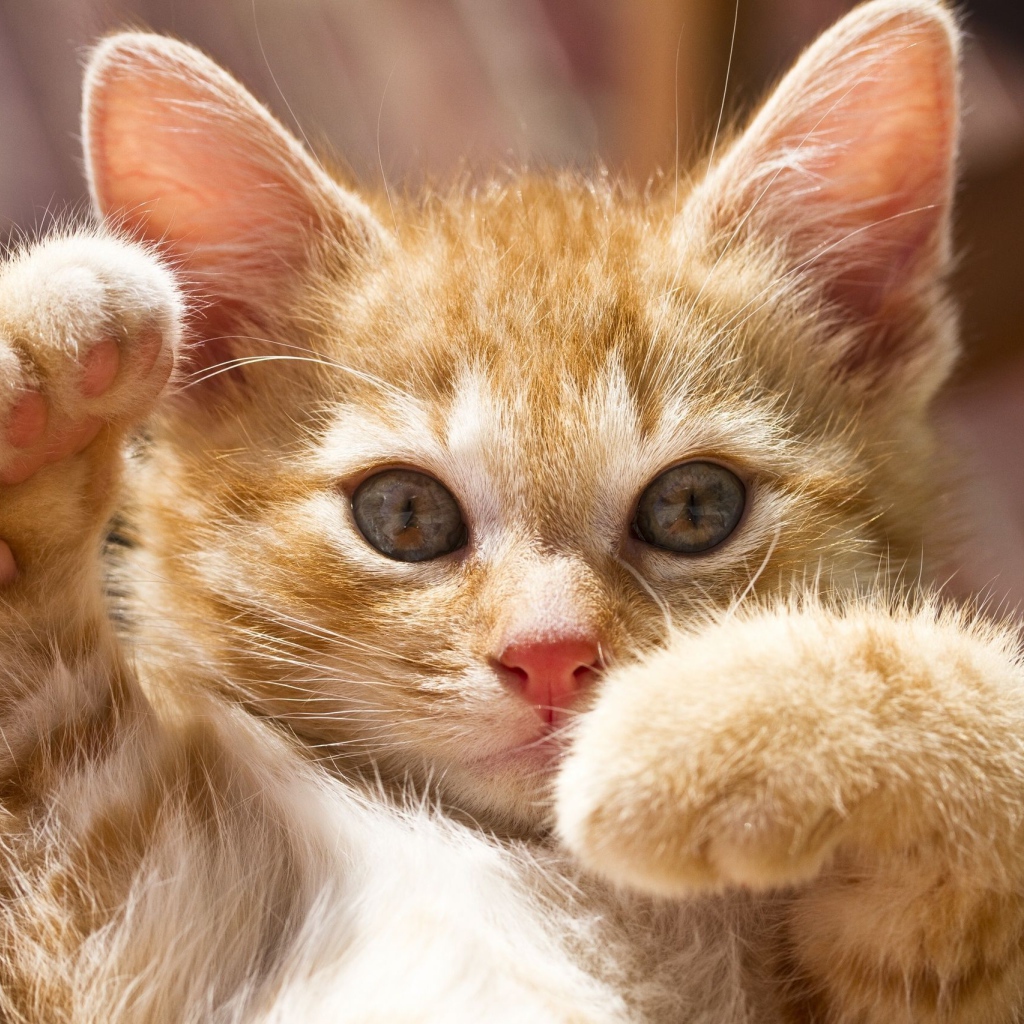 Маленький рыжий кот играется