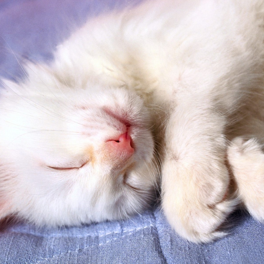 Маленький белый кот видит десятый сон