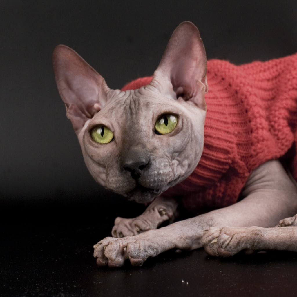 Кот сфинкс в свитере