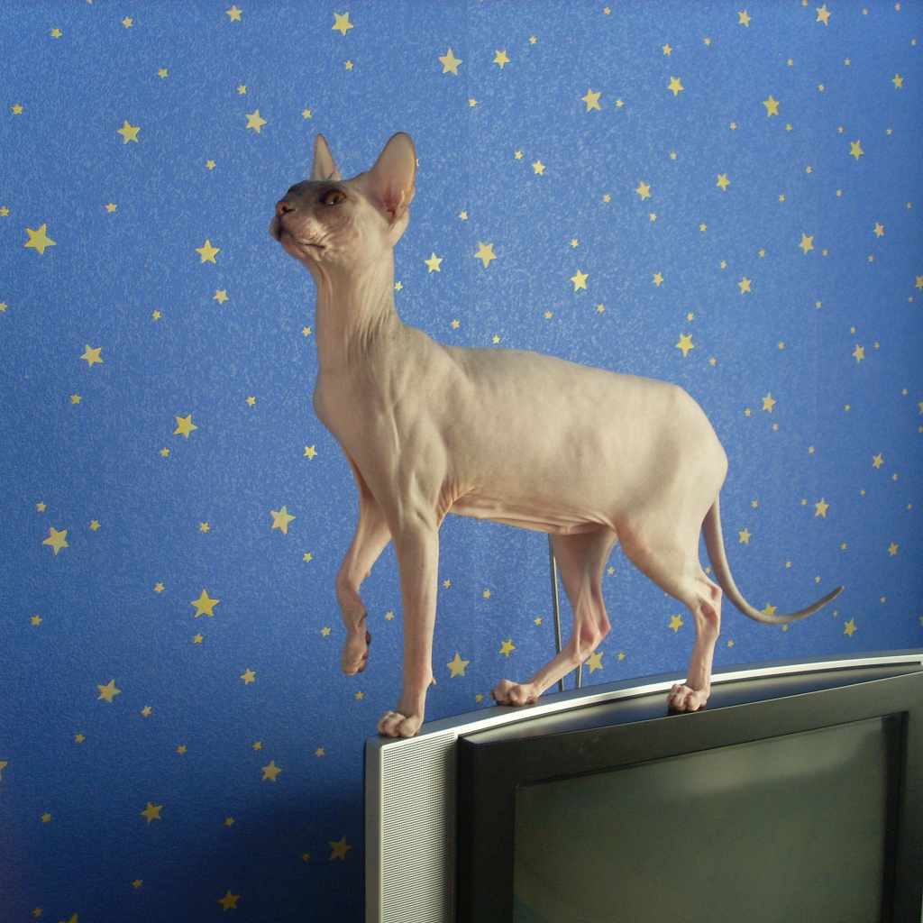 Кот сфинкс стоит на телевизоре