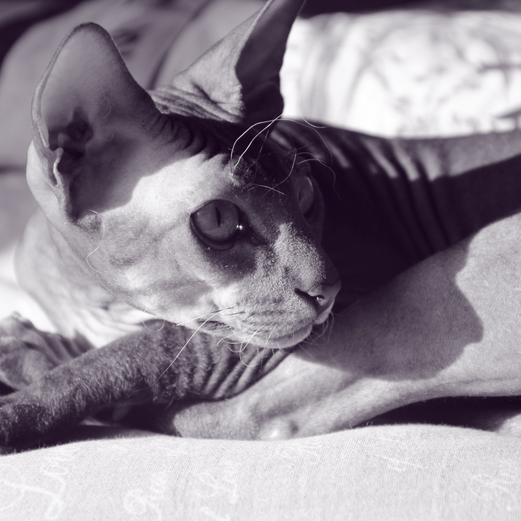 Кот сфинкс отдыхает