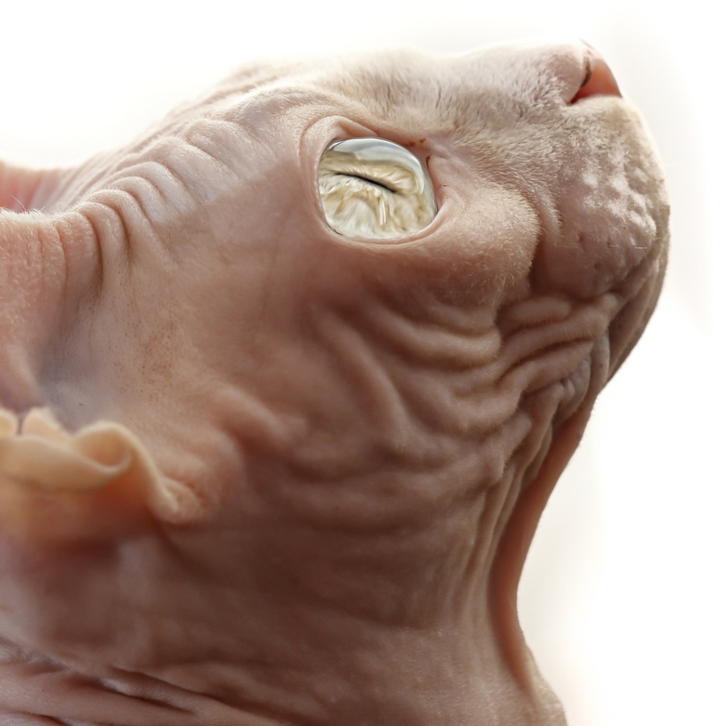 Кот сфинкс на белом фоне