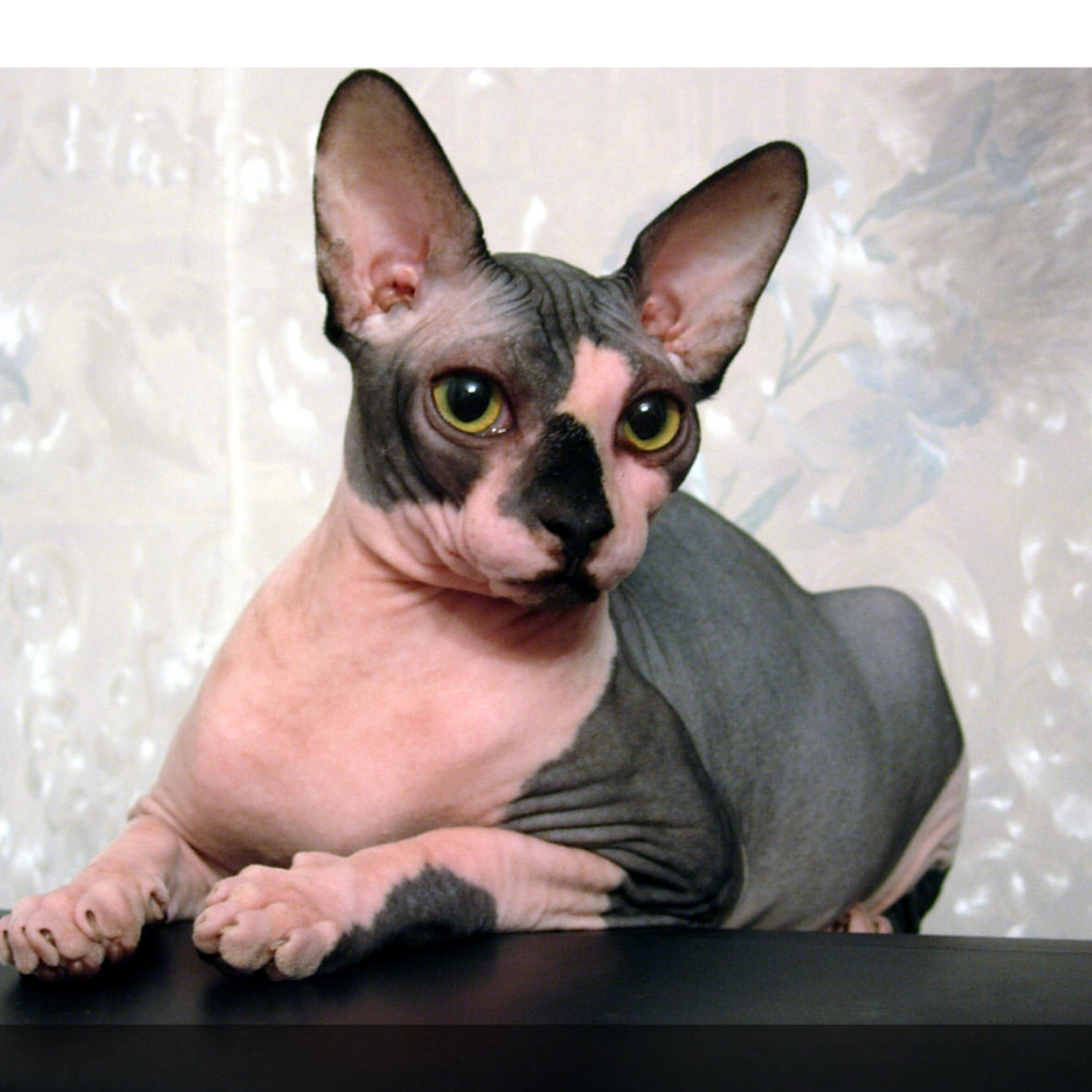 Кот сфинкс отдыхает на столе