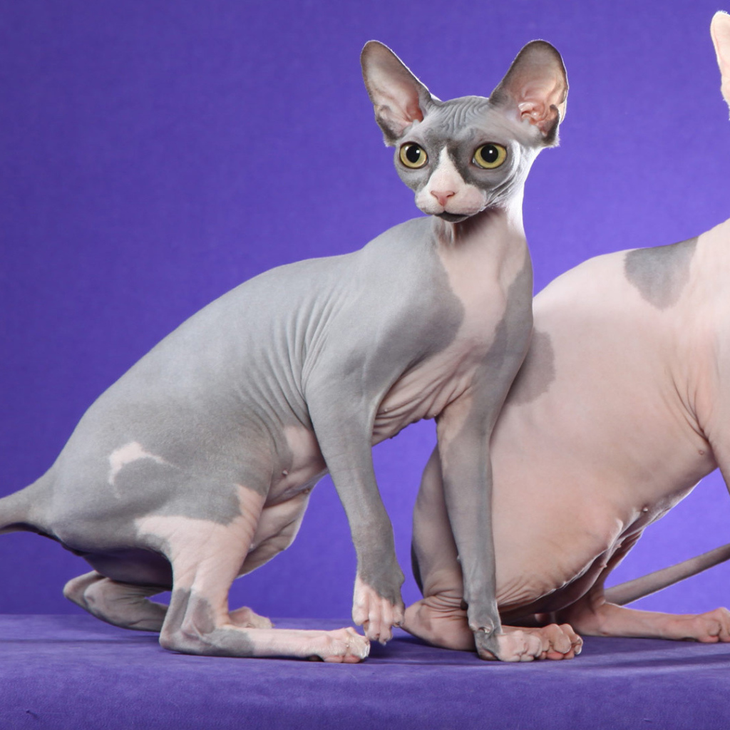 Коты сфинкс на фиолетовом фоне