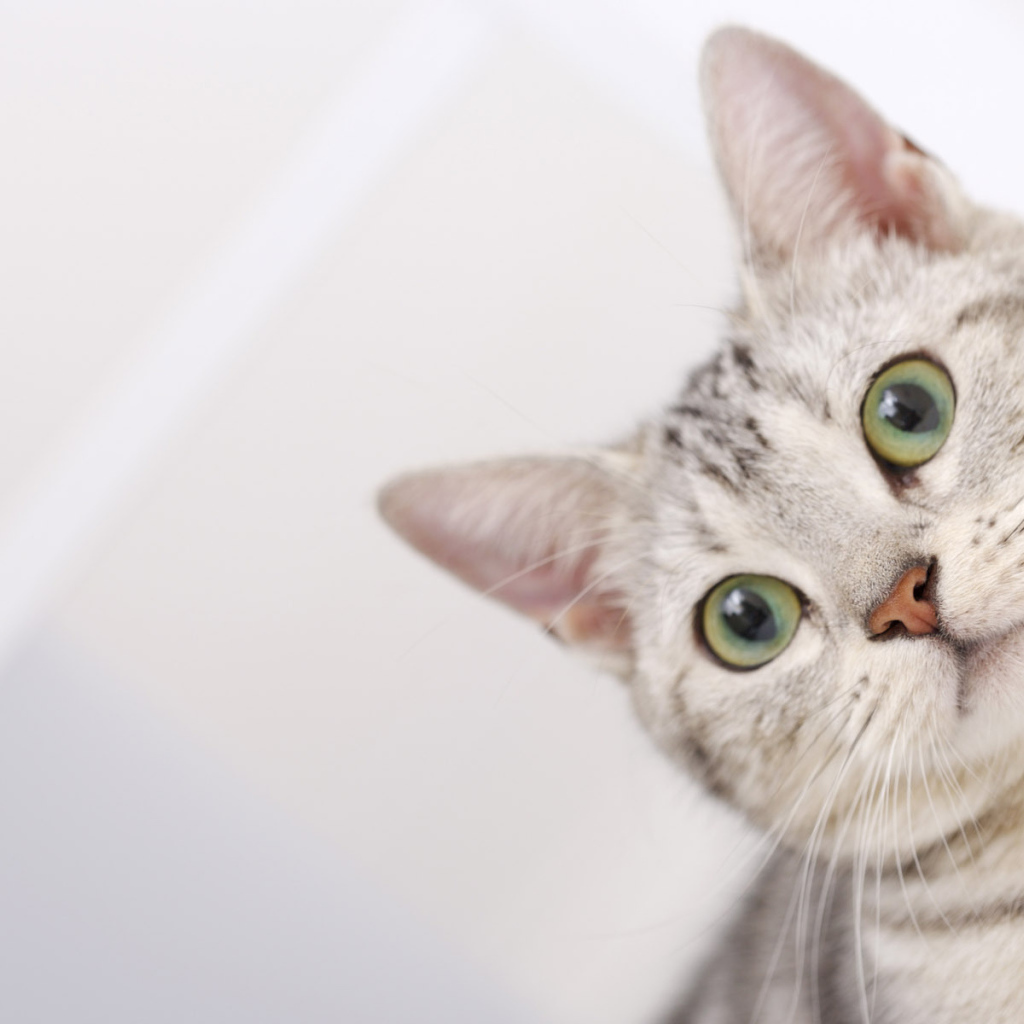 Полосатый серый кот с зелёными глазами