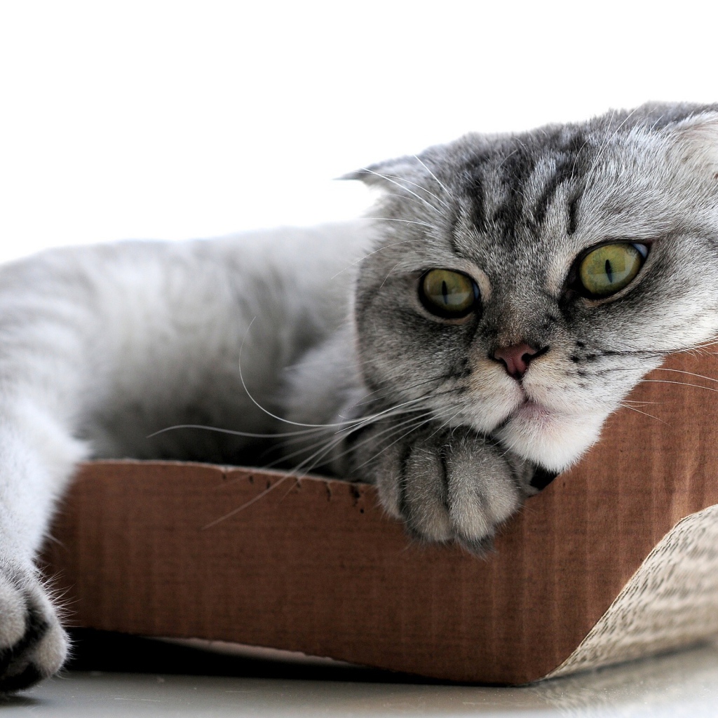 Удивленный шотландский вислоухий кот с зелёными глазами