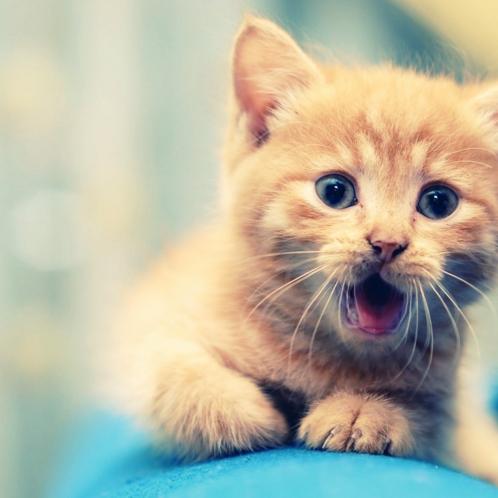 Удивлённый маленький рыжий кот
