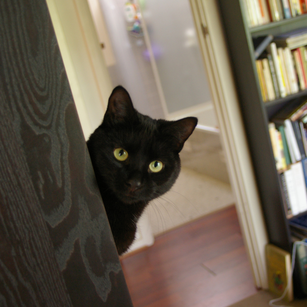 Подозрительный чёрный кот