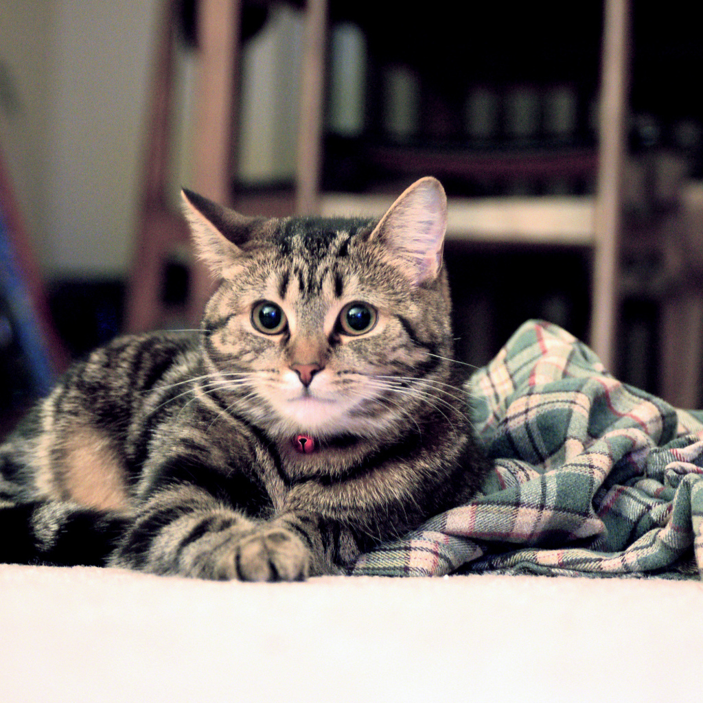 Полосатый котик