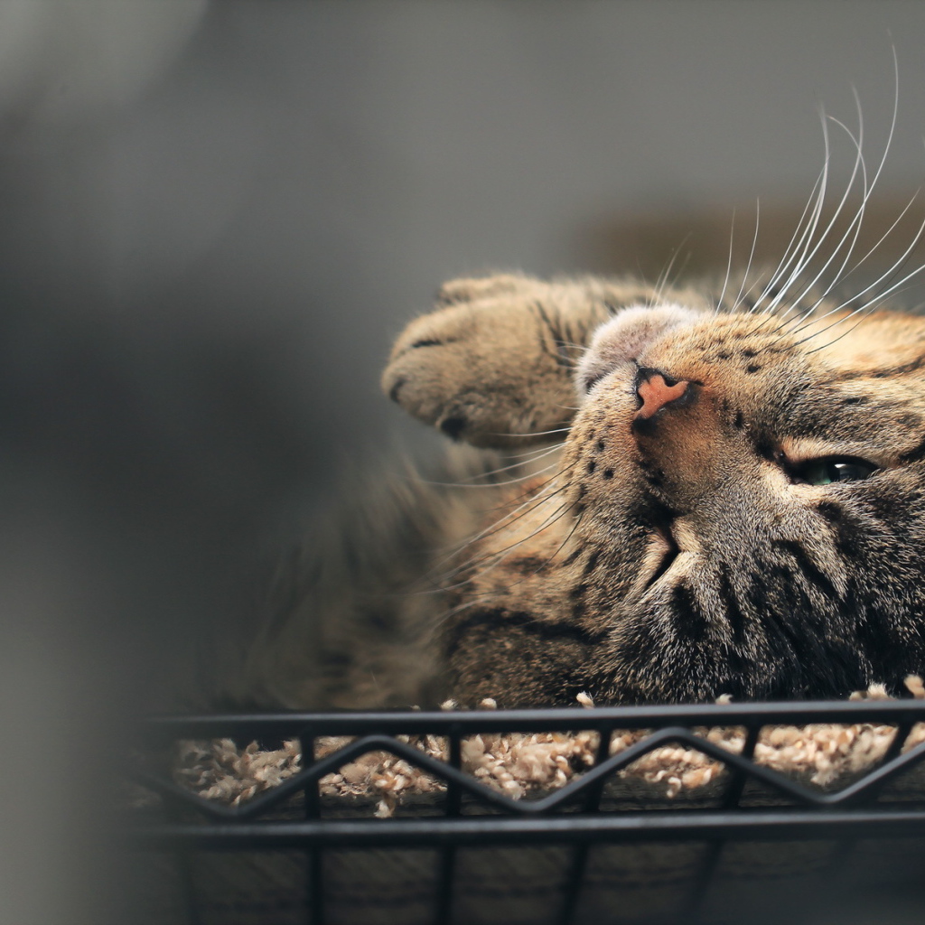 Полосатый кот нежится в постели