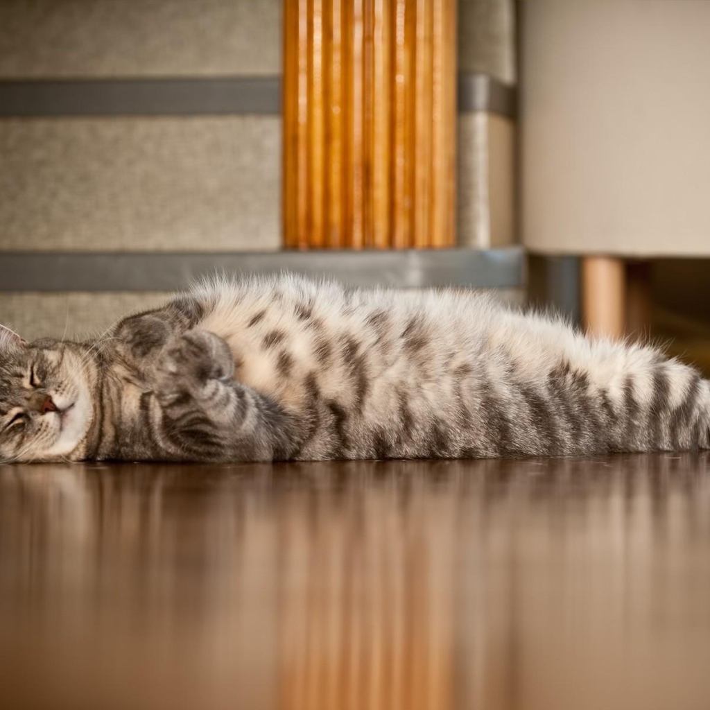 Полосатый кот развалился