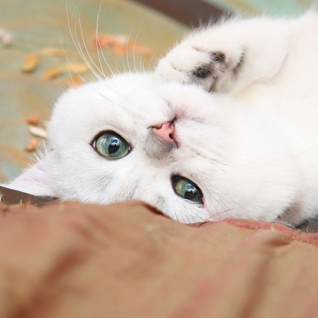 Нежный белый кот