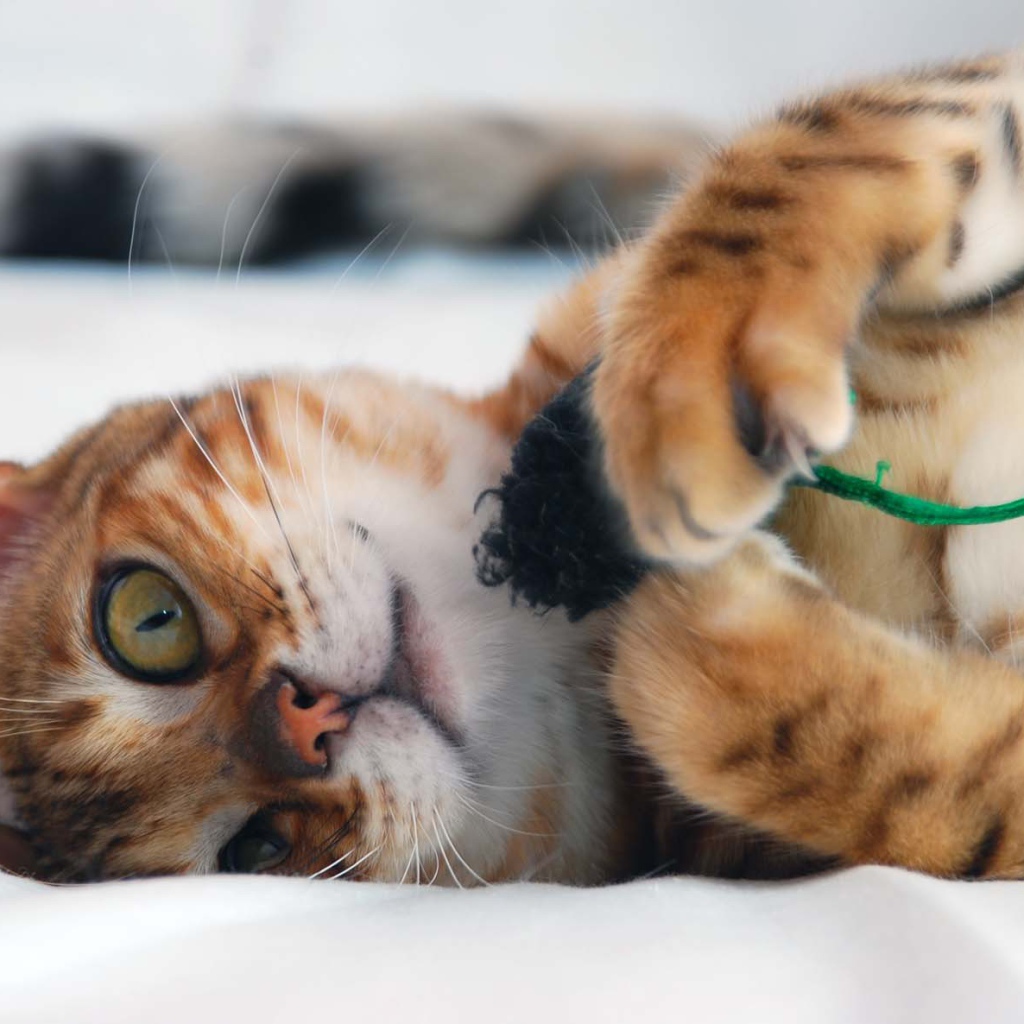 Бенгальский кот играется