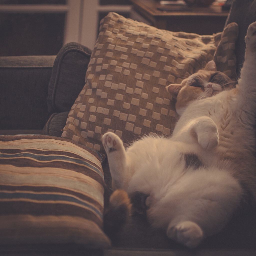 Кот в подушках