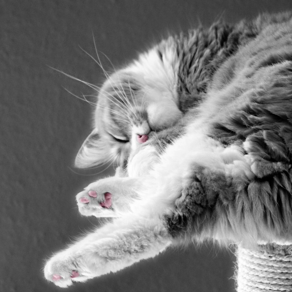 Кошка сладко спит