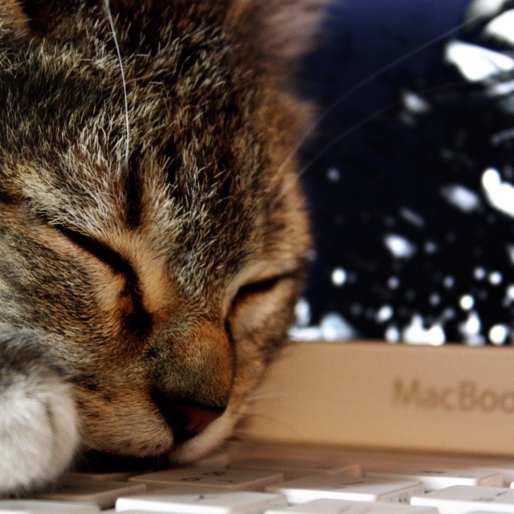 Кот спит на клавиатуре ноутбука