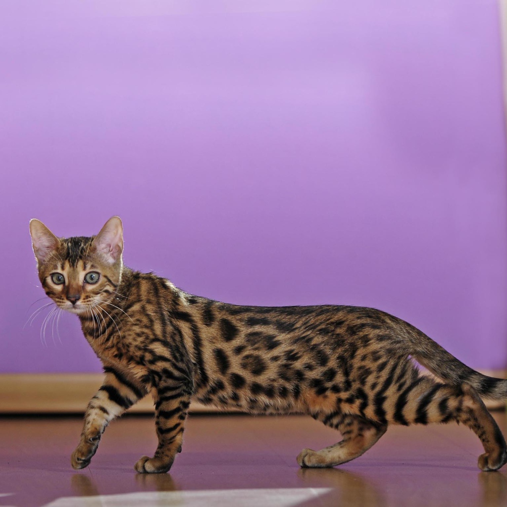 Молодой бенгальский кот крадётся