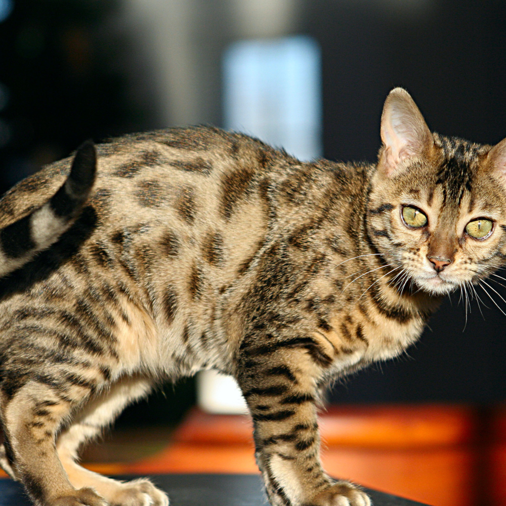 Молодой зеленоглазый бенгальский кот