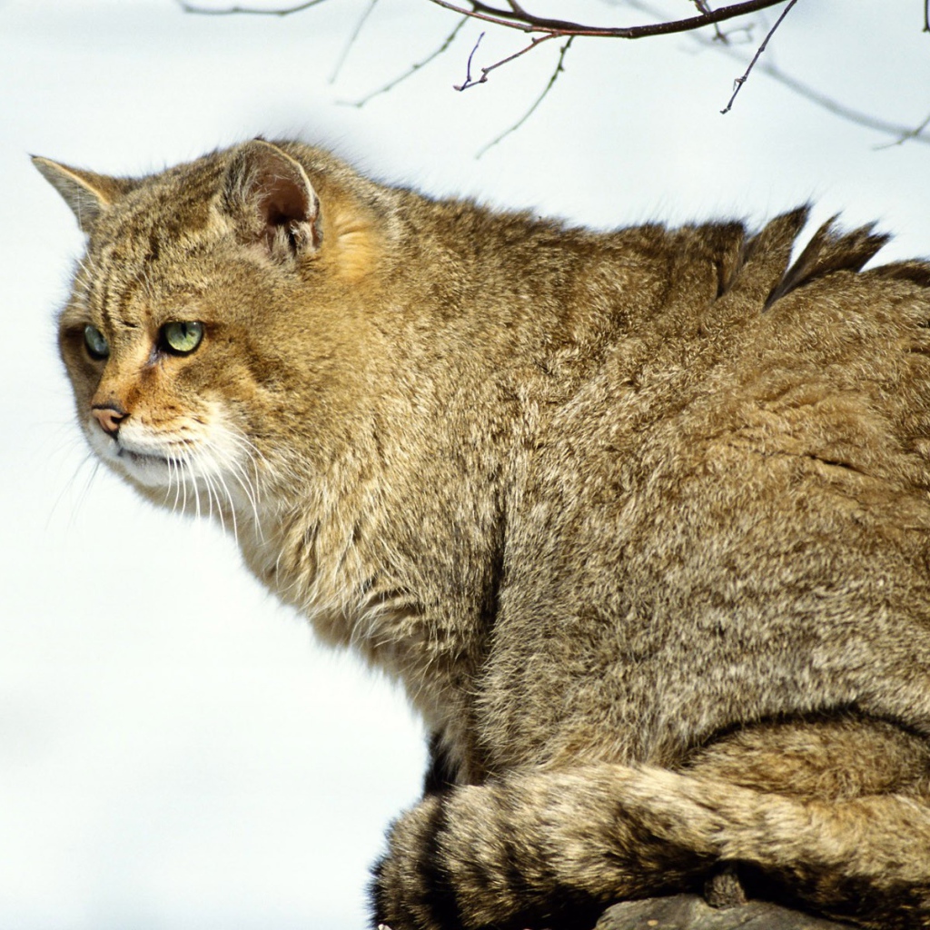 Толстый Мартовский кот