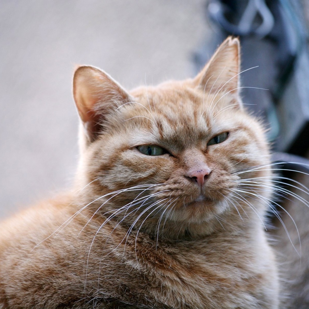 Толстый серый кот