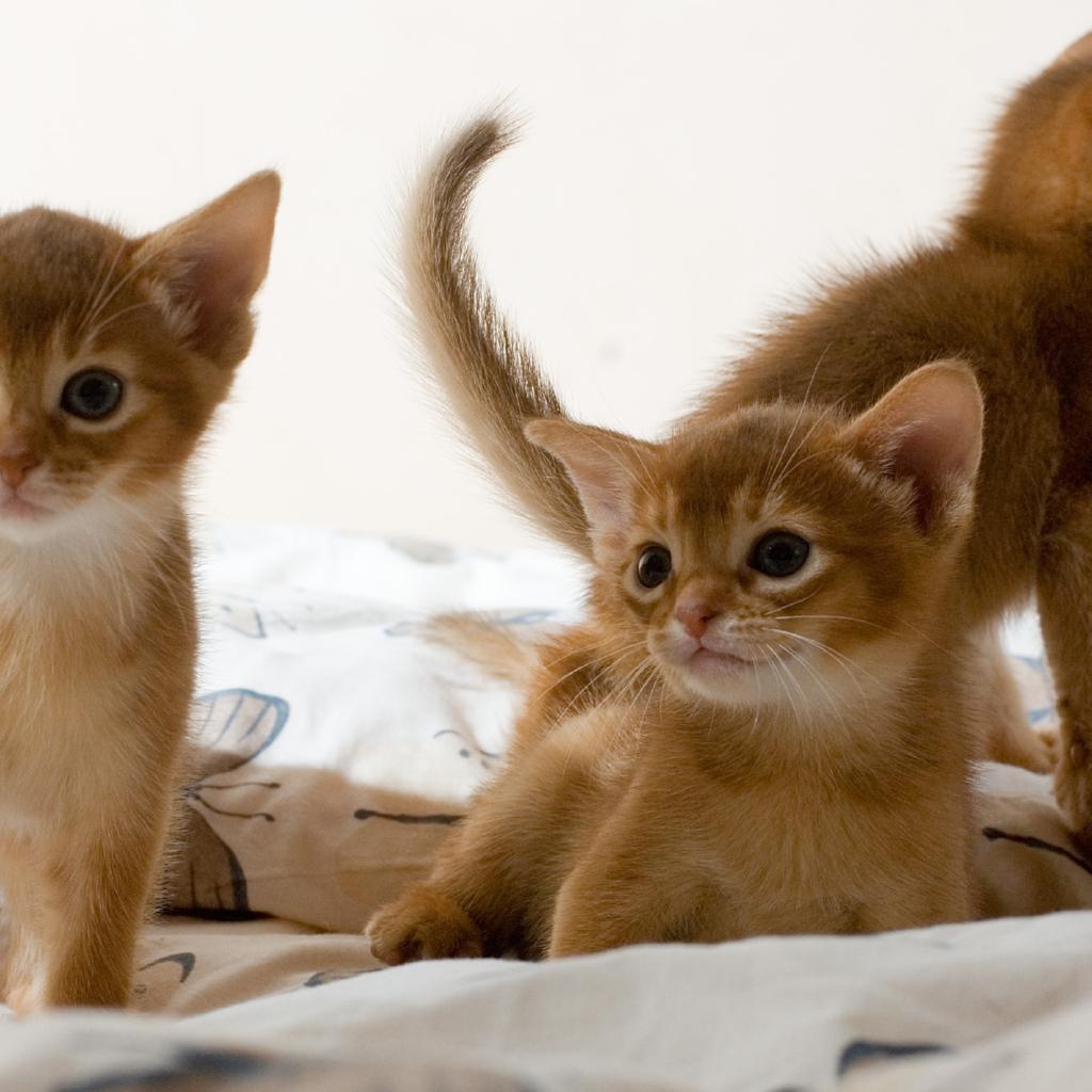 Three cute kitten