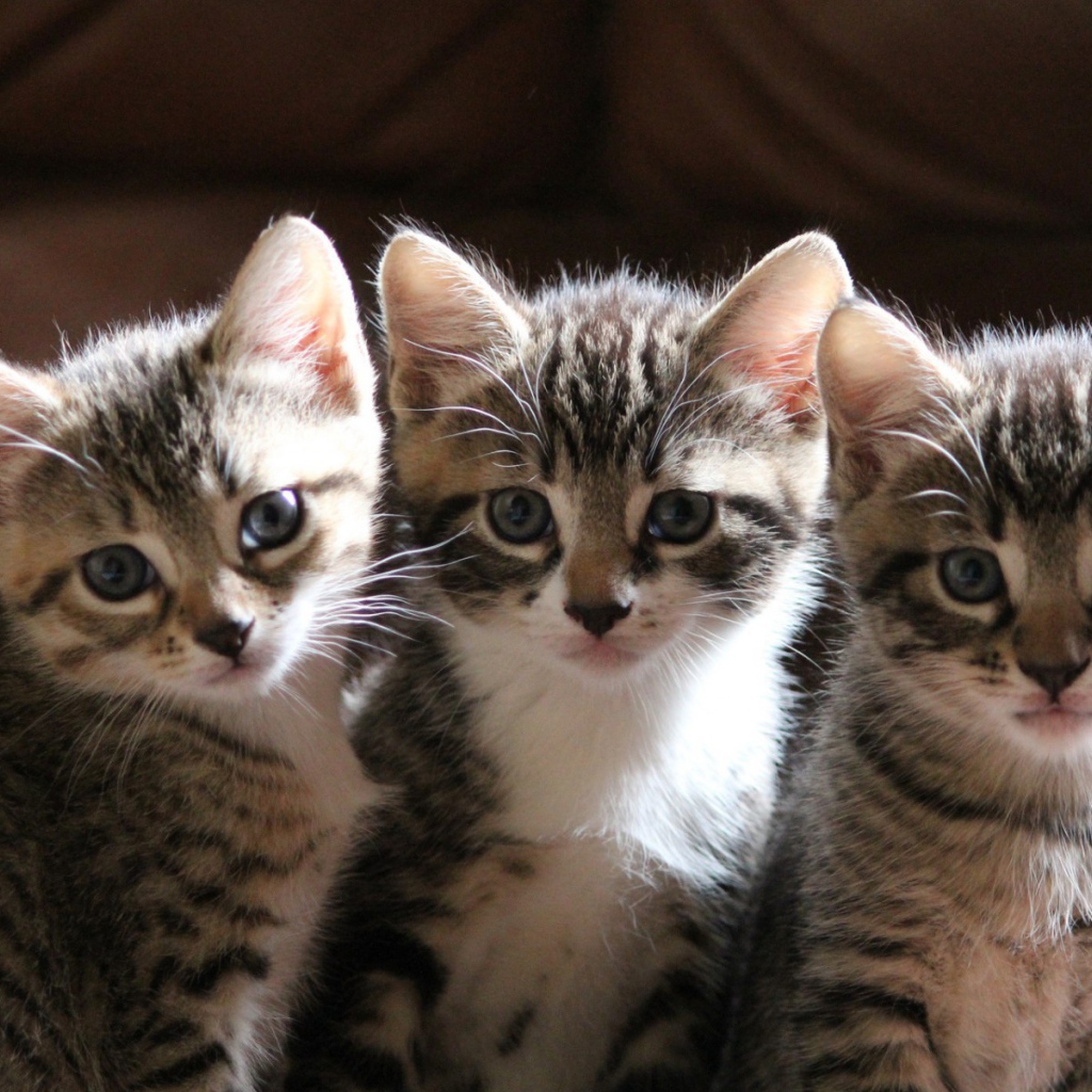 Три маленьких котенка