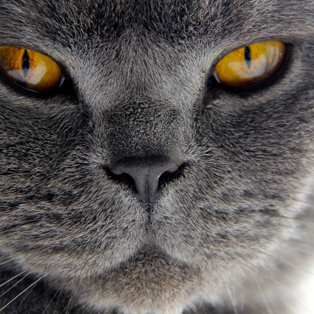 Хитрый британский кот